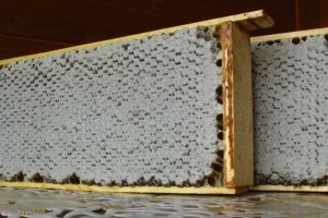 Натуральный мёд купить напрямую с экопасеки